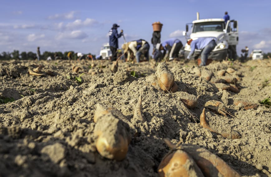 Rolnictwo, gospodarstwa rolne