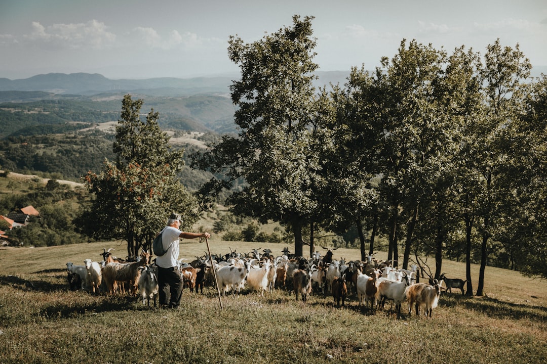 Hodowla bydła mlecznego – jak zacząć z sukcesem?
