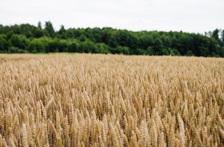 Ograniczanie strat plonów w transporcie – sprawdzone sposoby