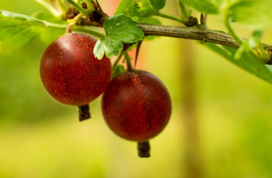 Plantacje jagodowe – najczęstsze błędy przy zakładaniu