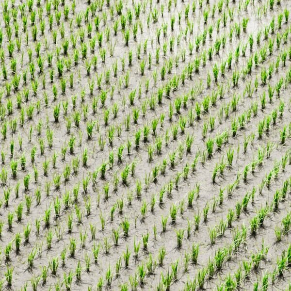 Rolnictwo precyzyjne w małym gospodarstwie – jak wykorzystać?