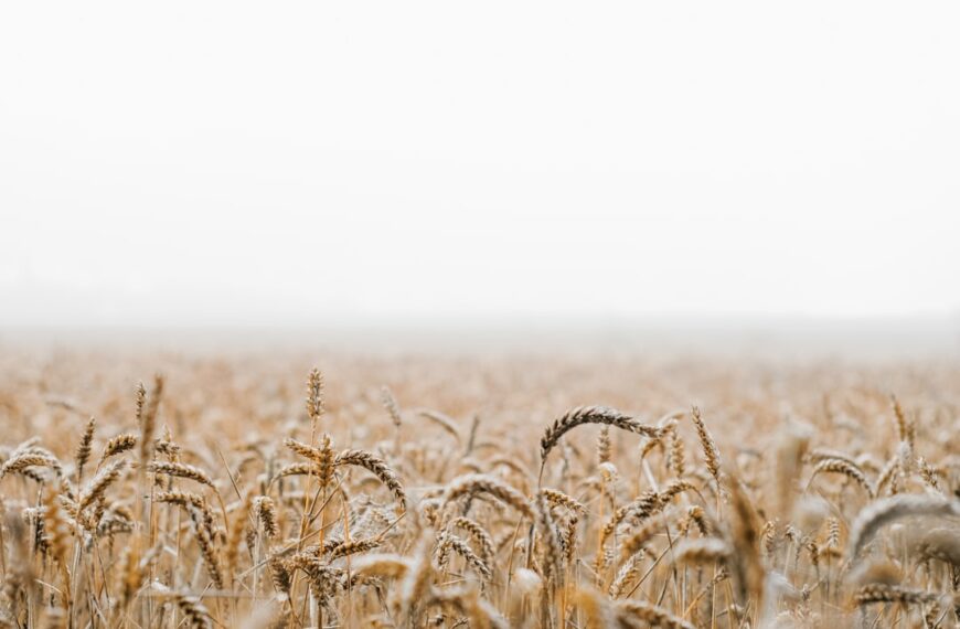 Siew kukurydzy – efektywne przygotowanie do sezonu