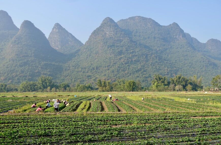System zarządzania gospodarstwem rolnym – poradnik wdrożenia