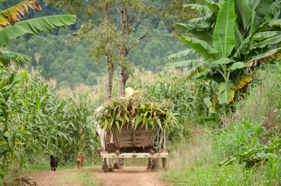 Uprawy bezorkowe – przewodnik po rodzajach i zaletach