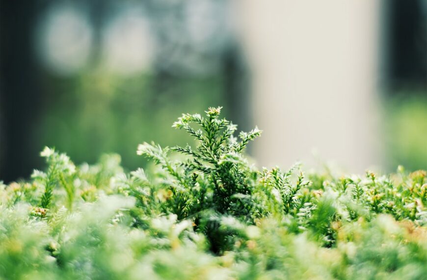 Zmiany w przepisach dotyczących ochrony roślin 2025 – co nowego?